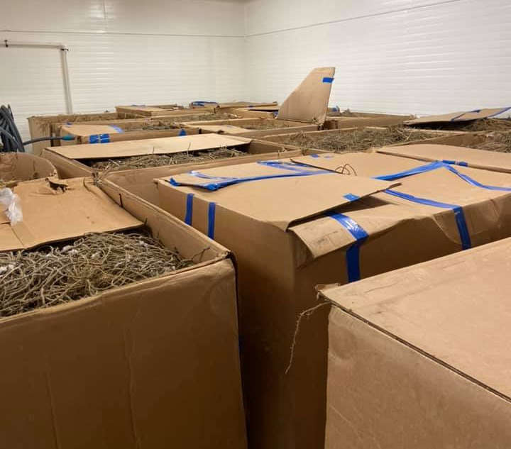 80 thousand asparagus crowns ready for planting