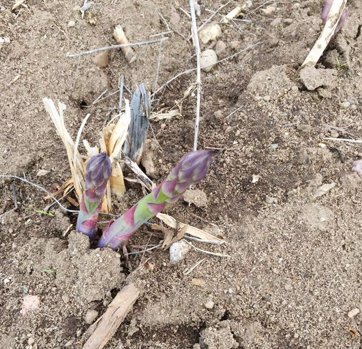 Asparagus tips are poking through
