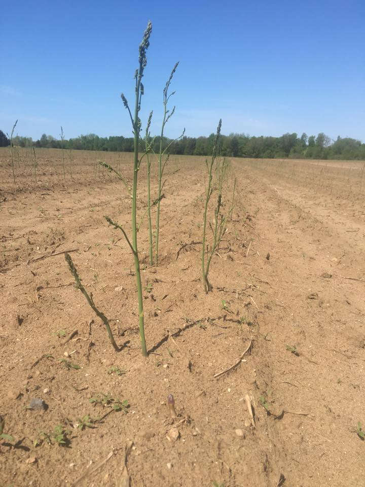 New asparagus plantings