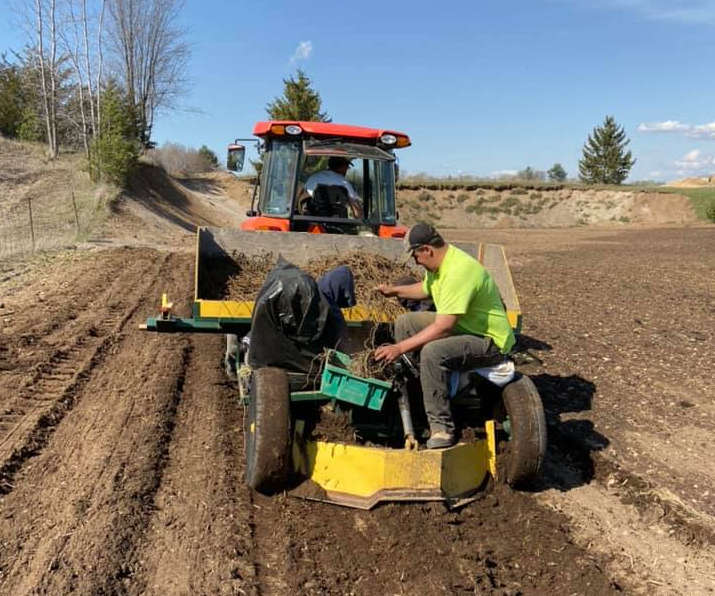 Planting asparagus crowns