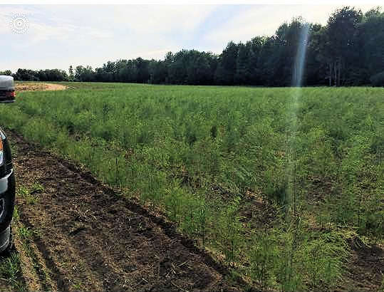 Freshly weeded field